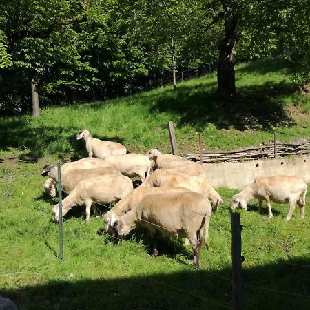 Landhof Ella - Ferienhaus Vor Den Toren Salzburgs Petting Екстериор снимка
