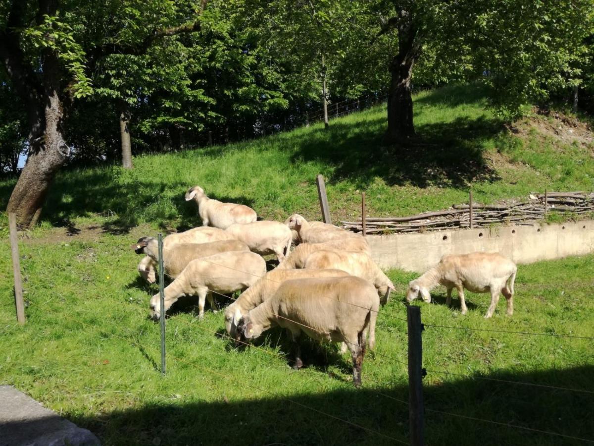 Landhof Ella - Ferienhaus Vor Den Toren Salzburgs Petting Екстериор снимка